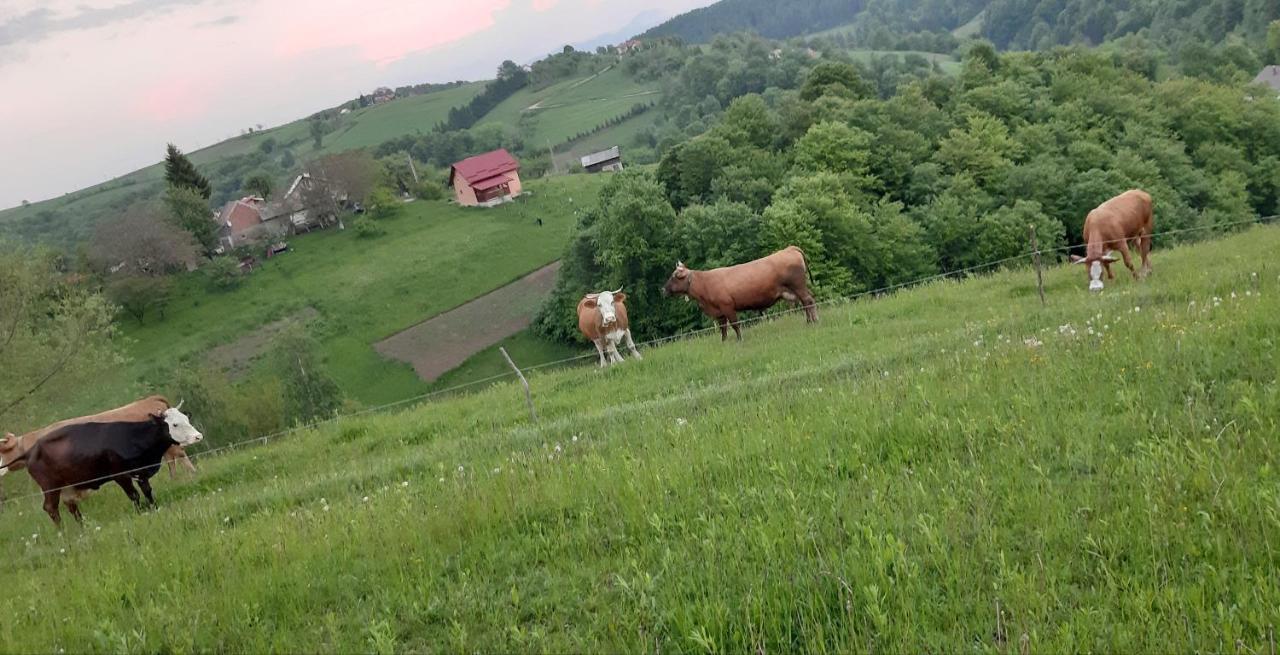 ZărneştiCasa Nicoladisアパートメント エクステリア 写真